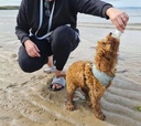 Poochbutter Pal Rose